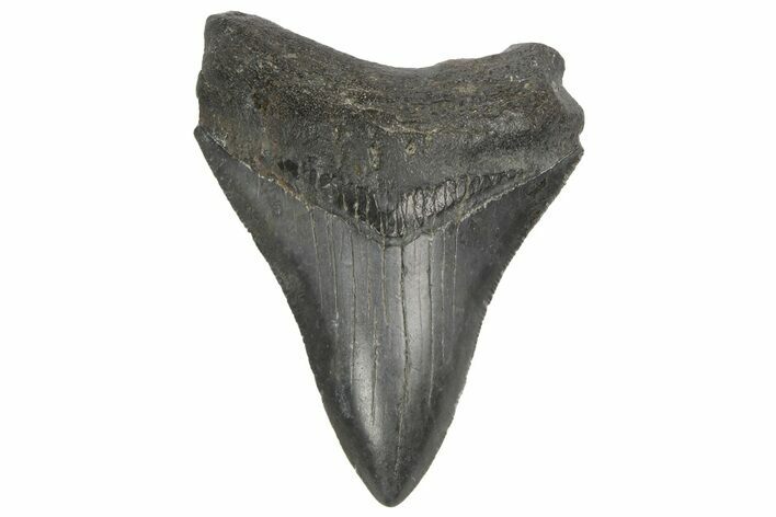 Serrated, Fossil Megalodon Tooth - South Carolina #187790